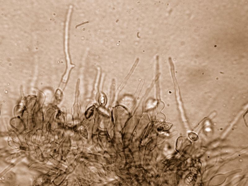 Clitopilus  cystidiatus       Hauskn. & Noordel.